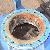 koelwater pomp - erosie - corrosie - cavitatie - test ARC